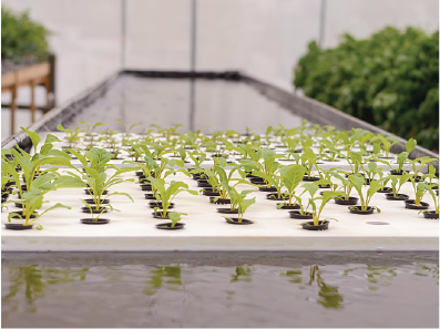 Agriculture polystyrène